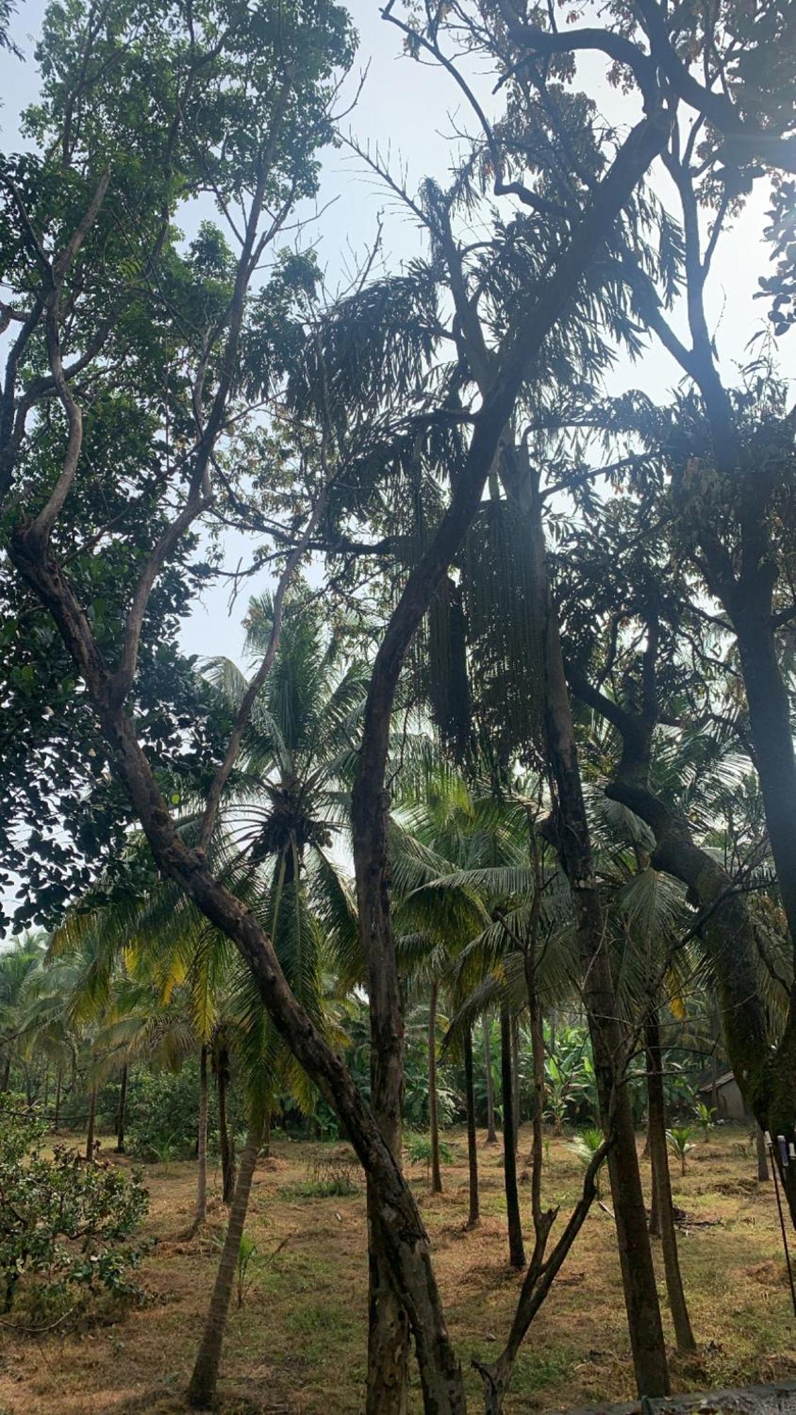 Tamasha Goa Vagator Hostel Buitenkant foto