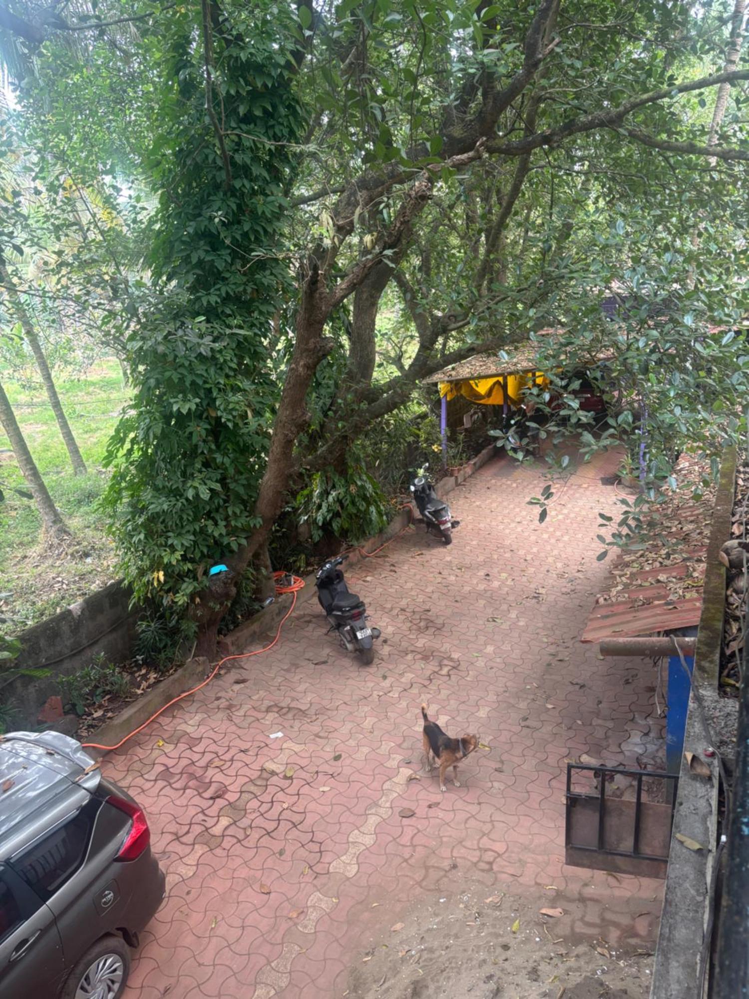 Tamasha Goa Vagator Hostel Kamer foto